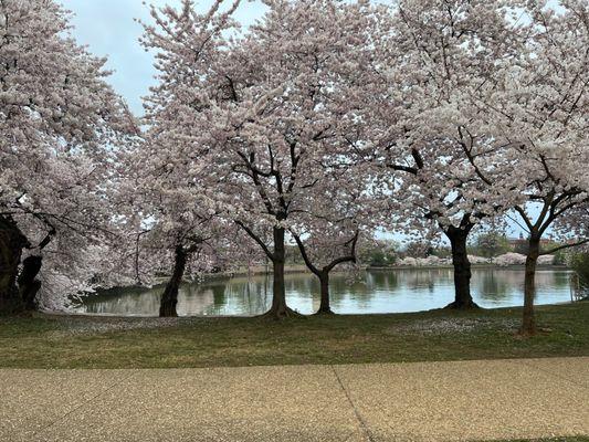 Beautiful DC Cherry Blossom!