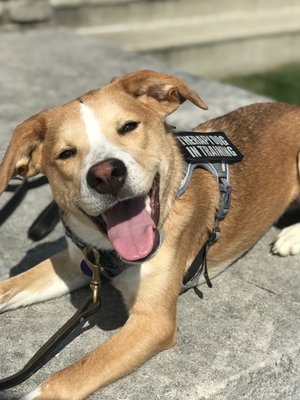 All smiles with this Service Canine.