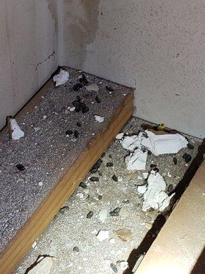 Seeing rodent droppings?  Dont let rats take over your home or business!  Call us 714-784-6100!