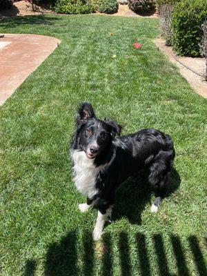 Our standard Australian shepherd being well behaved at home