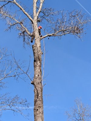 Removing large Popular tree