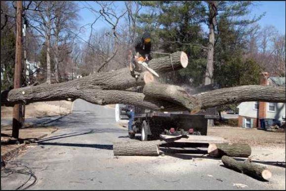 Johnson Tree Service Fort Wayne 2106 South Calhoun Street Fort Wayne In, 46802 260-918-8176 http://johnson-tree-service-fort-wayne.business.