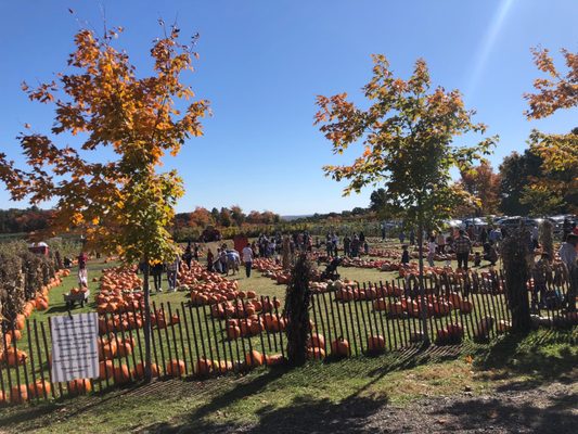 Pumpkin patch