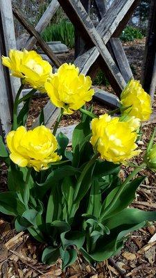 Spring Tulips