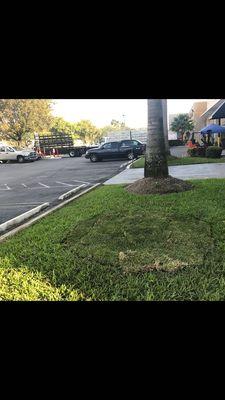 Sick Royal Palm Completely Removed, Stump Grinded and Sod Pic #3