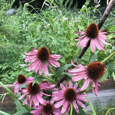 Wildflowers bed, from seed.