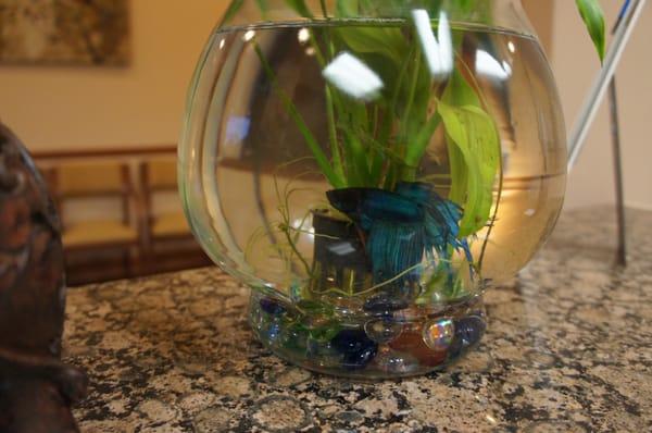 This is our mascot "billy the fish". He stays on our front desk check in desk :)