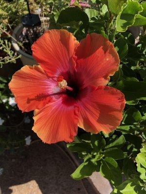 Maggie's hibiscus collection