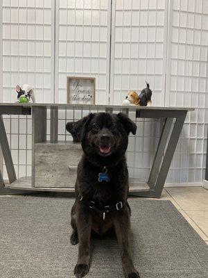 Happy pup right after grooming-look at that shiny coat!