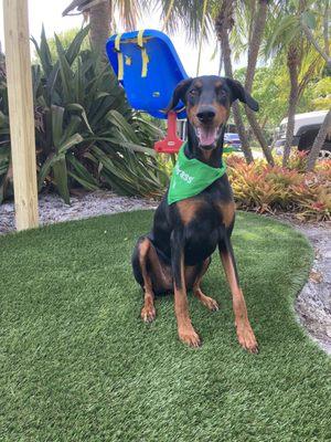 Turf made specifically for dogs, and it works. Awesome!