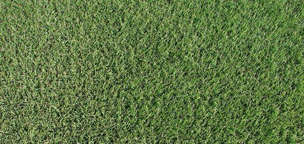 Zeon Zoysia