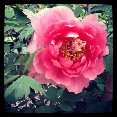 Vibrant peony at Cricket Hill Garden