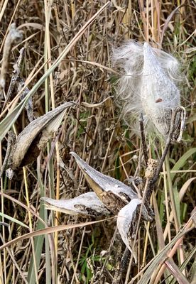 Grass has feathery shoots.