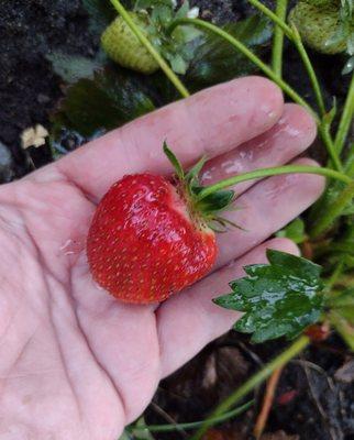 First strawberry of the season!