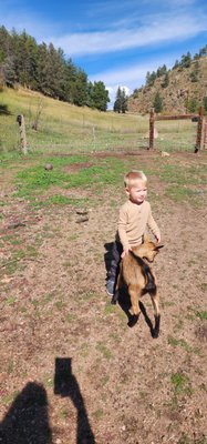 Baby goats love to be hugged