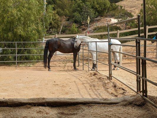 His large stall