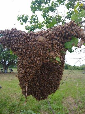 This was a fairly large swarm that formed shortly after the high was disturbed. March and early April are prime swarm season.