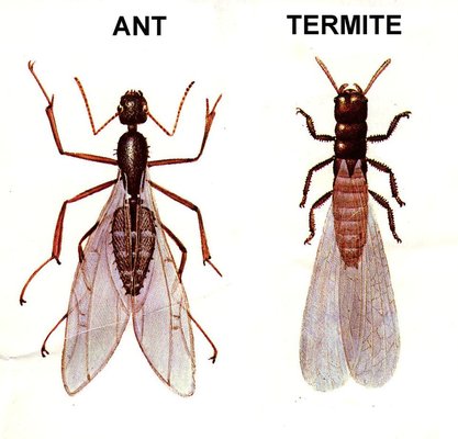 The difference between an ant and a termite.