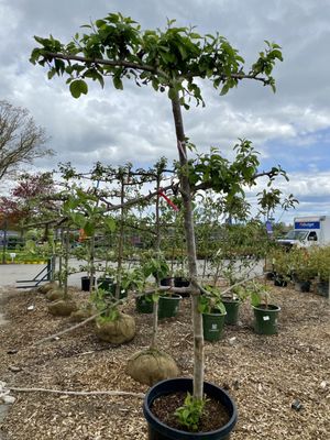 Espalier apple trees