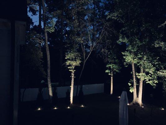 Our Backyard and some white Oak trees