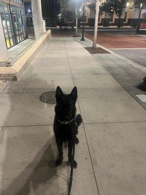 Patrol/explosive detection k-9 fox in down town Orlando.