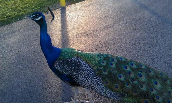 Peacock just walking around visiting visitors at Kauffman's.