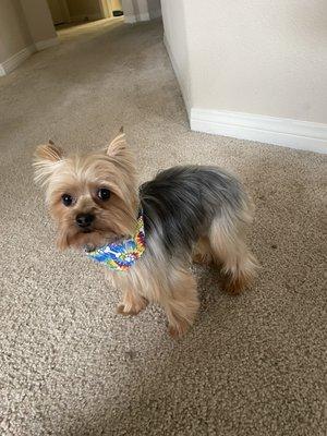 Stormy the yorkie