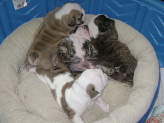 English Bulldogs of Royse Highlands