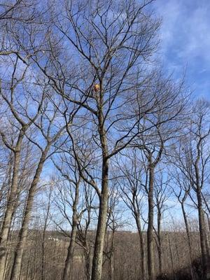 Taken deadwood out of tree for health and safety of property