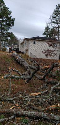 Ower tree removal and clean up