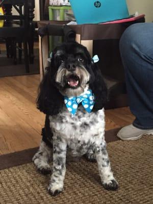 Phoebe, 3 year old cockapoo, with her beautiful cut from 4 Paw!