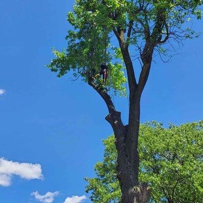 Timber Source Professional Tree Services