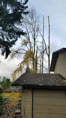 Cottonwood trees to be removed. Close proximity to neighbors house and several large leaning trunks give cause for concern.