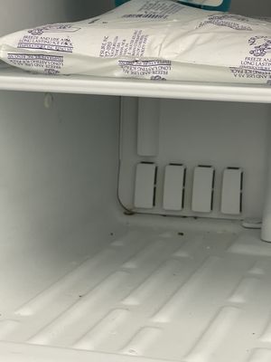 Cocraches in a refrigerator