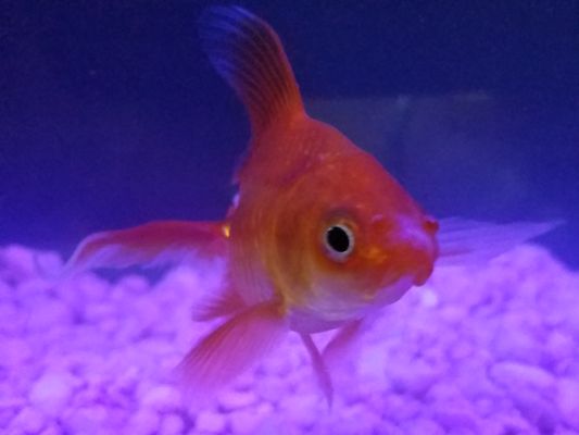 Fishy, bought in Petco