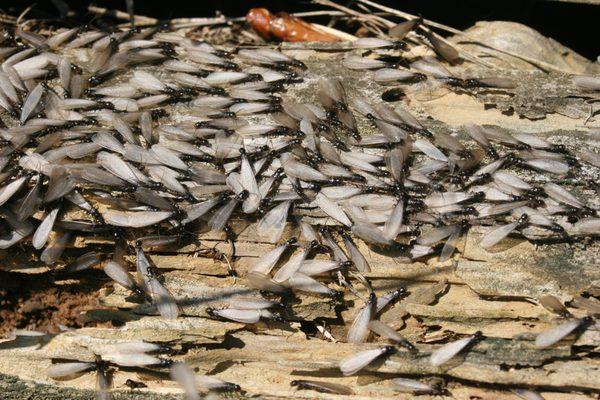 Subterranean Termite Swarmers. Black Bodies & Long Wings of Equal Length