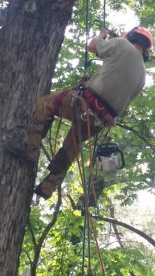 Climbing Big Tree