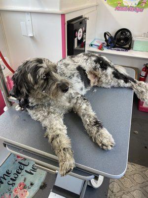 just chillin' waiting for some love from the groomer!