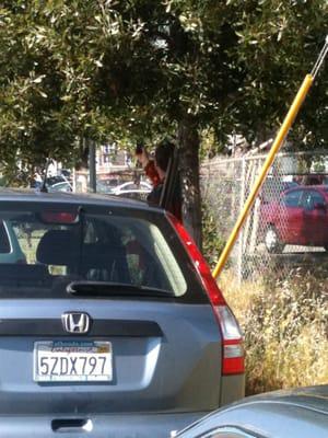 See my husband pointing at that sign from along the block of ticketed cars in West Oakland?