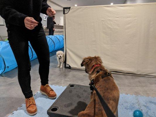 Chewie meeting Finn at Puppy Manners 1