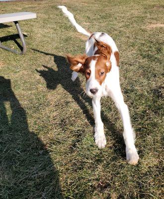 Roxy just frolicking puppy style.