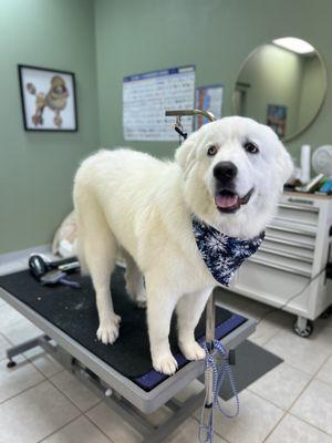 Great Pyrenees