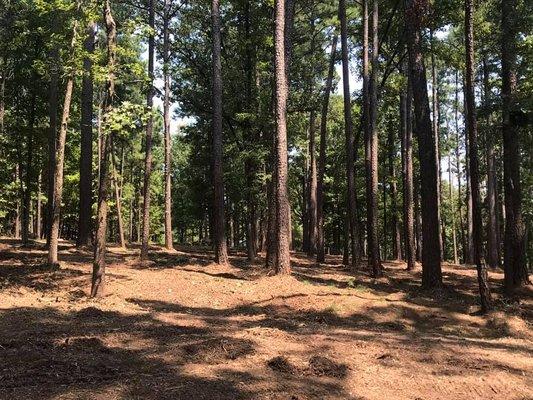 East Texas Land Clearing Pros