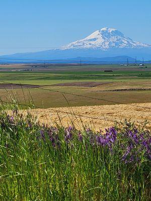 Goldendale Mountain Identifier