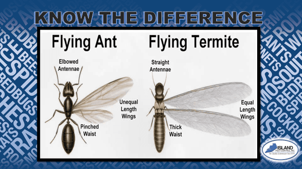 ANT VS TERMITE