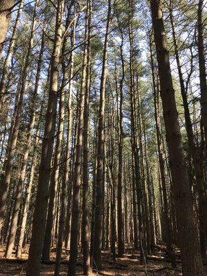 Trees on trees on trees.