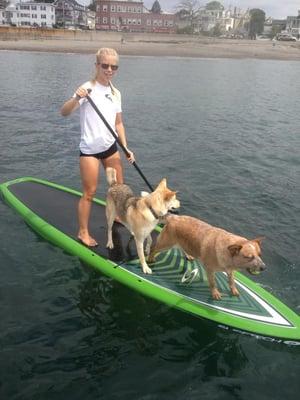 Two dogs. One board. On the Gloucester Harbor