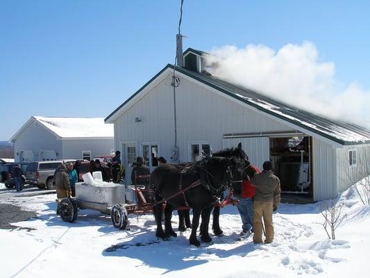 People gather around some horses that delivered maple sap during Maple Weekend 2008