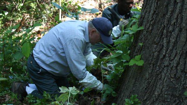 Poison Ivy Horticulturist