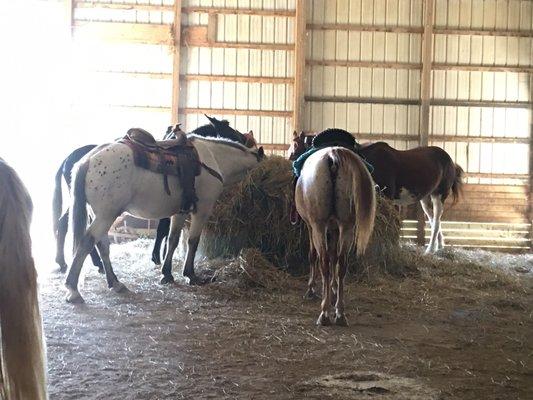 Happy healthy horses